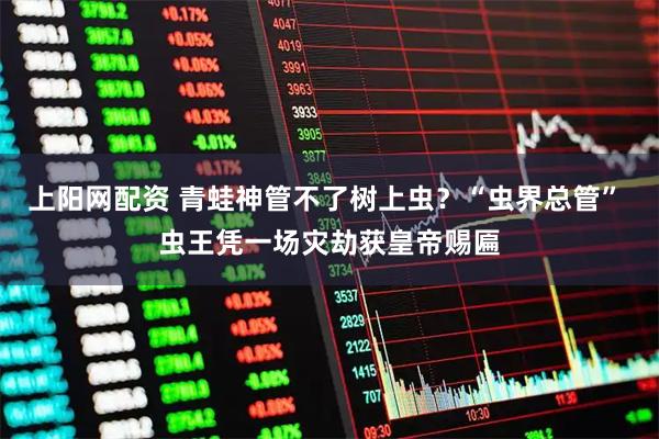 上阳网配资 青蛙神管不了树上虫?“虫界总管” 虫王凭一场灾劫获皇帝赐匾